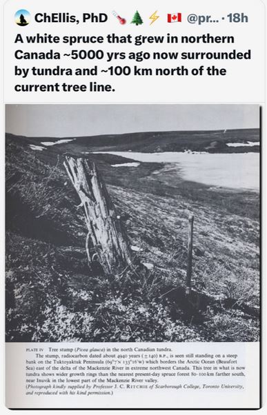 Spruce stump on tundra.JPG